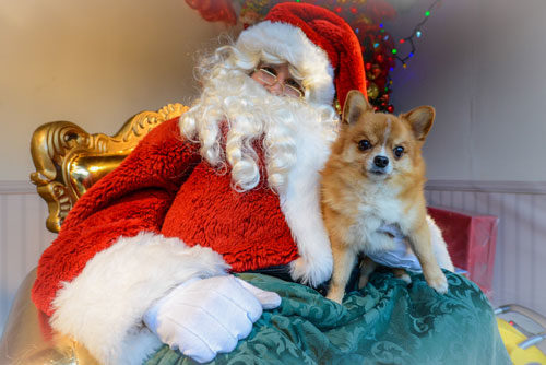 Pet Photos with Santa Claus